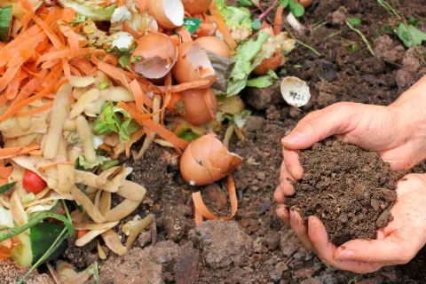 Hands holding soil amended with vegetable food scraps & egg shells.