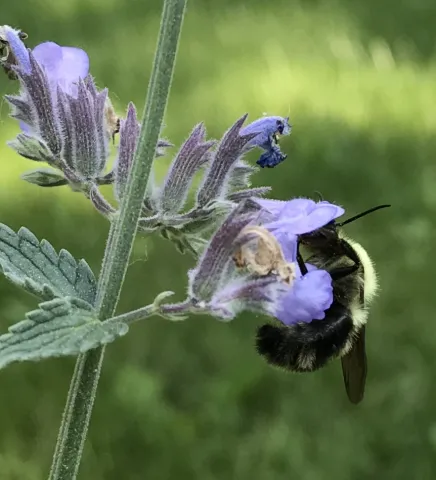 Bumble bee on catmint, North Granby, CT.