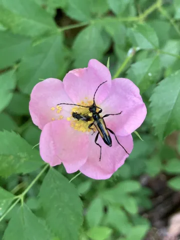 Longhorn Beetle on flower blossom.