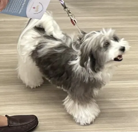 Havanese therapy dog 