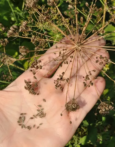 Dill plant seeds falling into palm of hand.