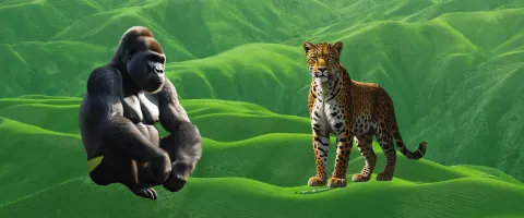 gorilla and leopard