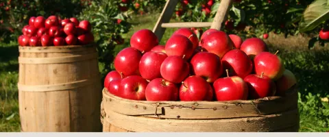 basket of apples
