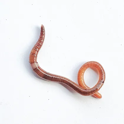 Invasive jumping worm 