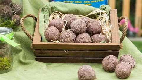 DIY Seed Balls