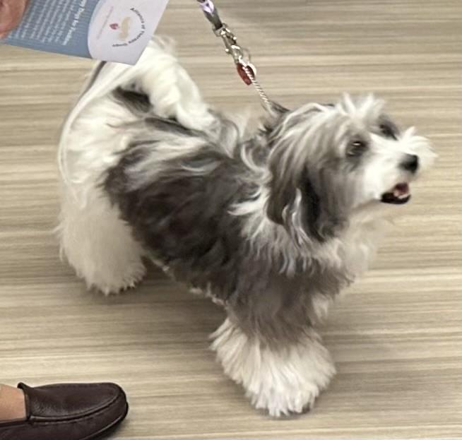 Havanese therapy dog 