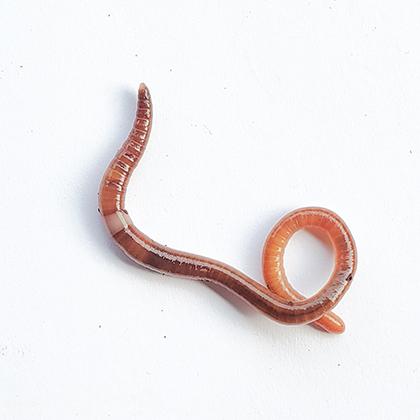 Invasive jumping worm 